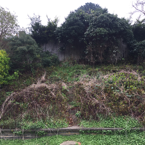 Garden - Before